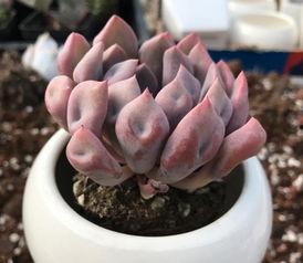 多肉饱饱爆料覃海洋视频,视频背后的故事与真相 第2张 多肉饱饱爆料覃海洋视频,视频背后的故事与真相 第2张